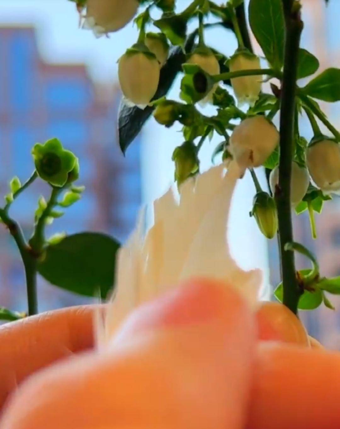 在6平米北阳台上种菜羡煞旁人