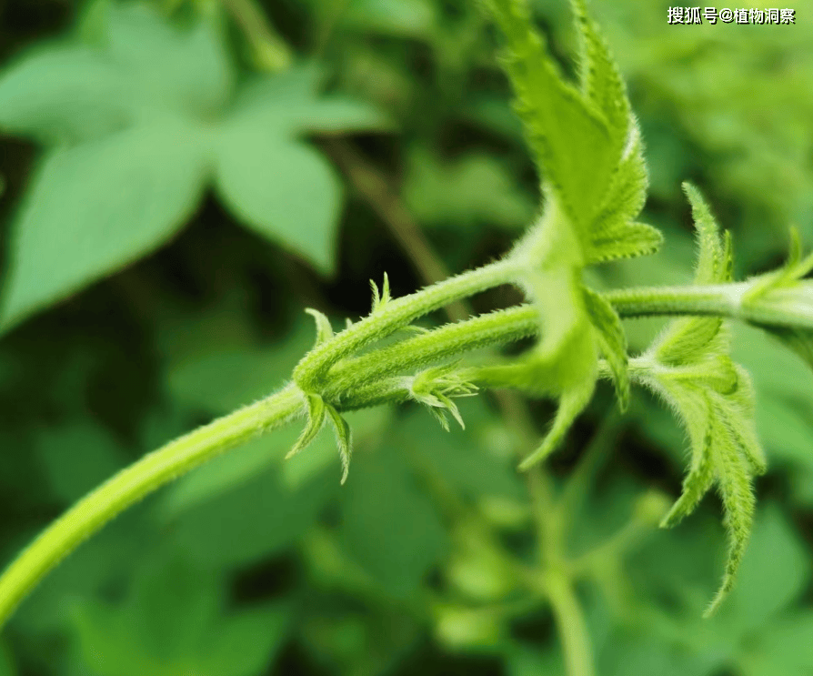 葎草的功效图片