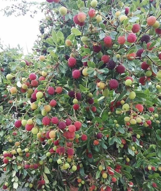 饿货,来点"杨梅"吐气吧,这酸爽!_中国_水果_维生素