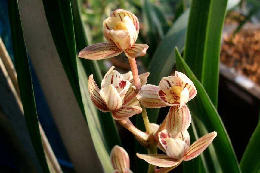 名品兰花"金荷",开花勤快,开品周正,好养易成活,适合新手养