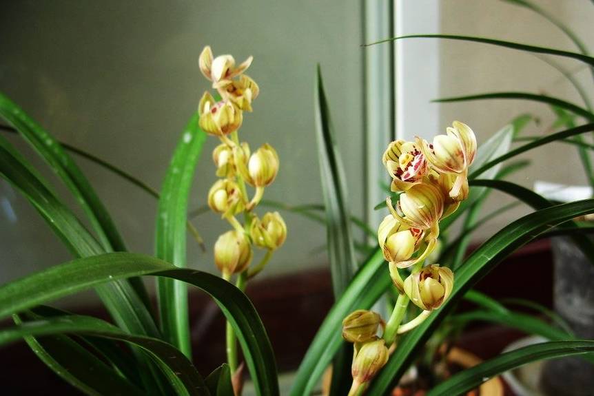 原创名品兰花金荷开花勤快开品周正好养易成活适合新手养