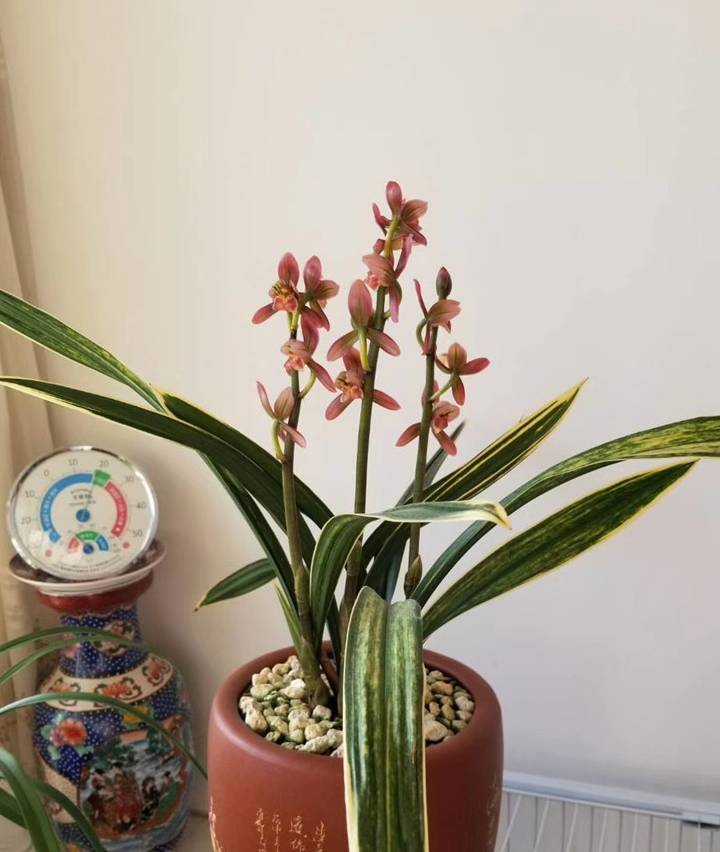 原创兰花爪子根金边叶4个小细节好功力