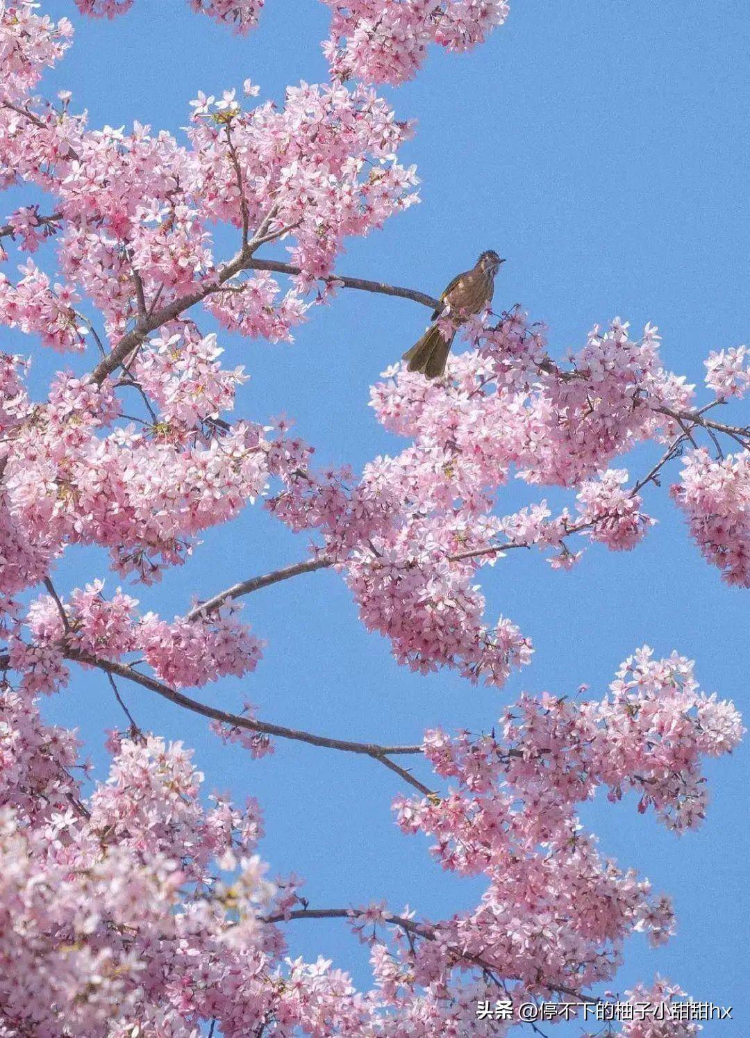 万亩樱花绽放惊艳国家地理比日本樱花壮观五倍赶快启程赏花吧