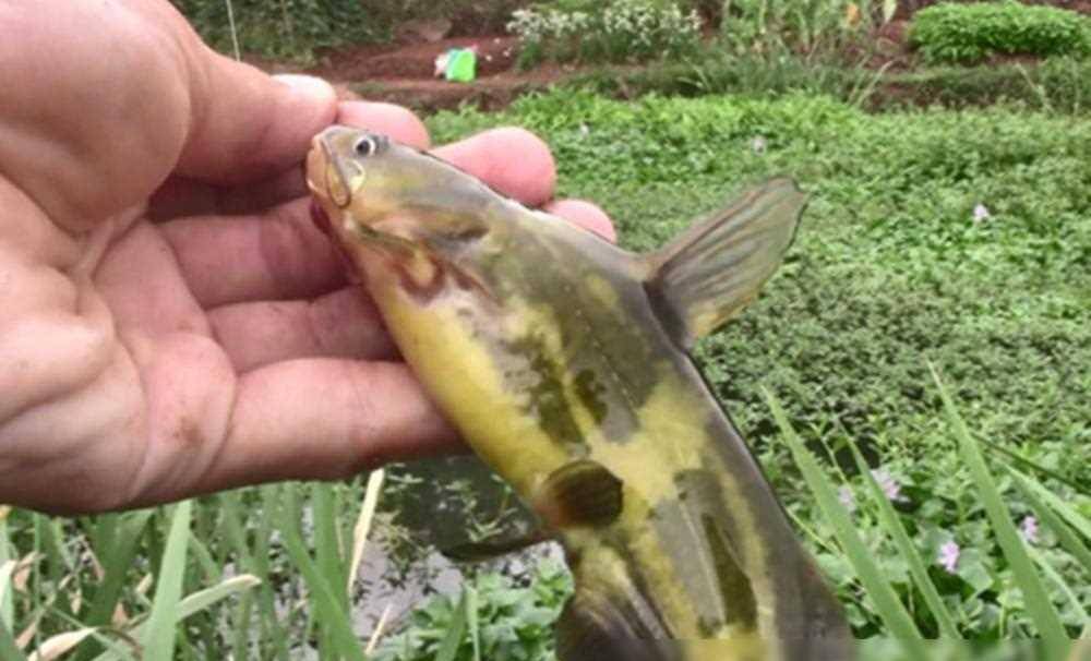 春季野钓黄颡鱼的绝佳窝料,助您鱼获满满_鲫鱼_效果_蚯蚓
