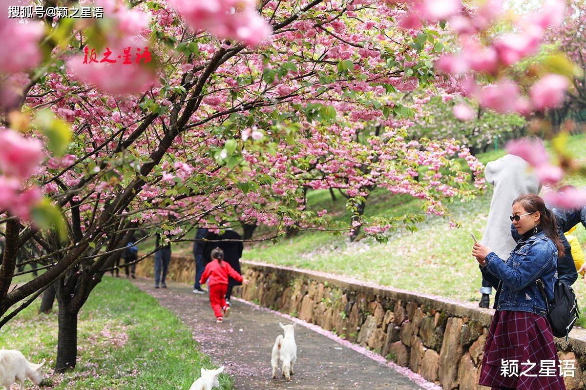 四明山大岚镇樱花图片