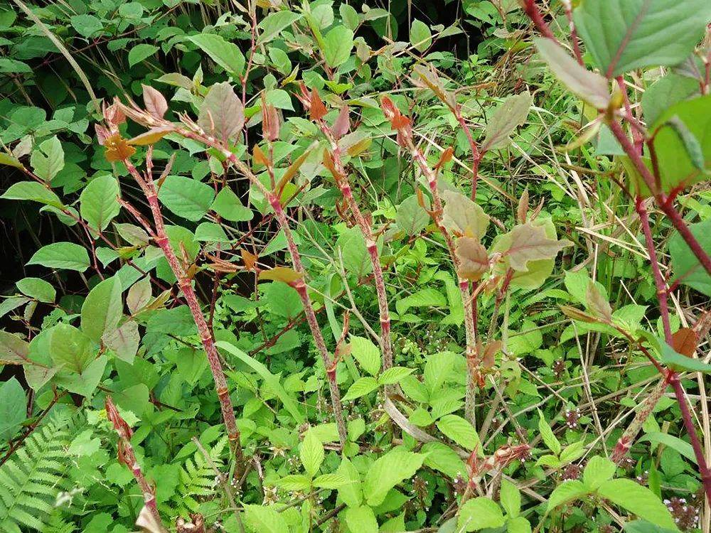 原创这种竹子曾是农村娃的零食但繁殖力极强入侵入侵多国臭名昭著