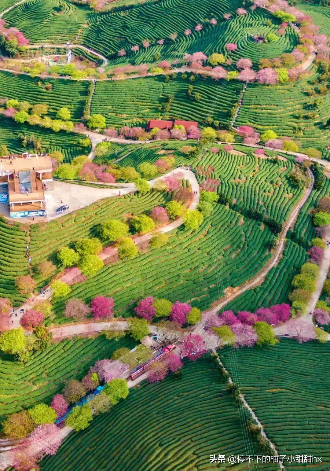 涟源黄龙樱花基地图片