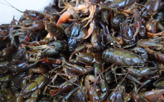 原创小伙街边卖天价龙虾1斤50路人嫌贵不愿买内行人花600全买走