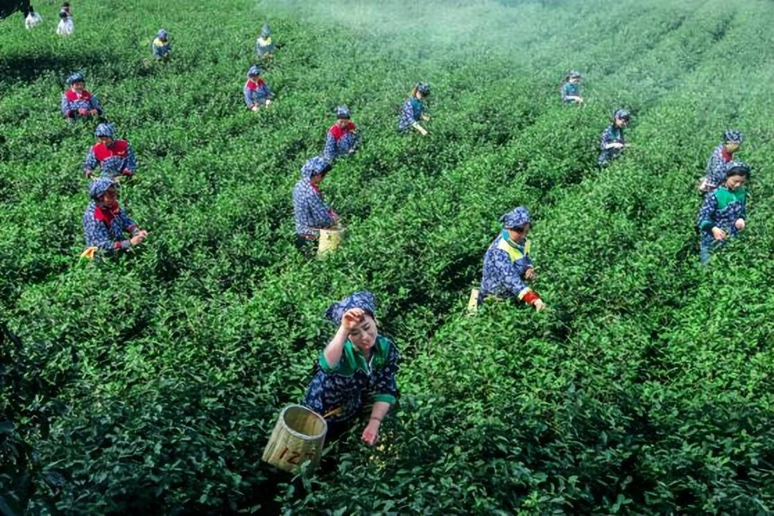 在这一刻,肆意勃发的生命力,纯粹纯洁的清鲜感在虔诚的喊声中迸发而出