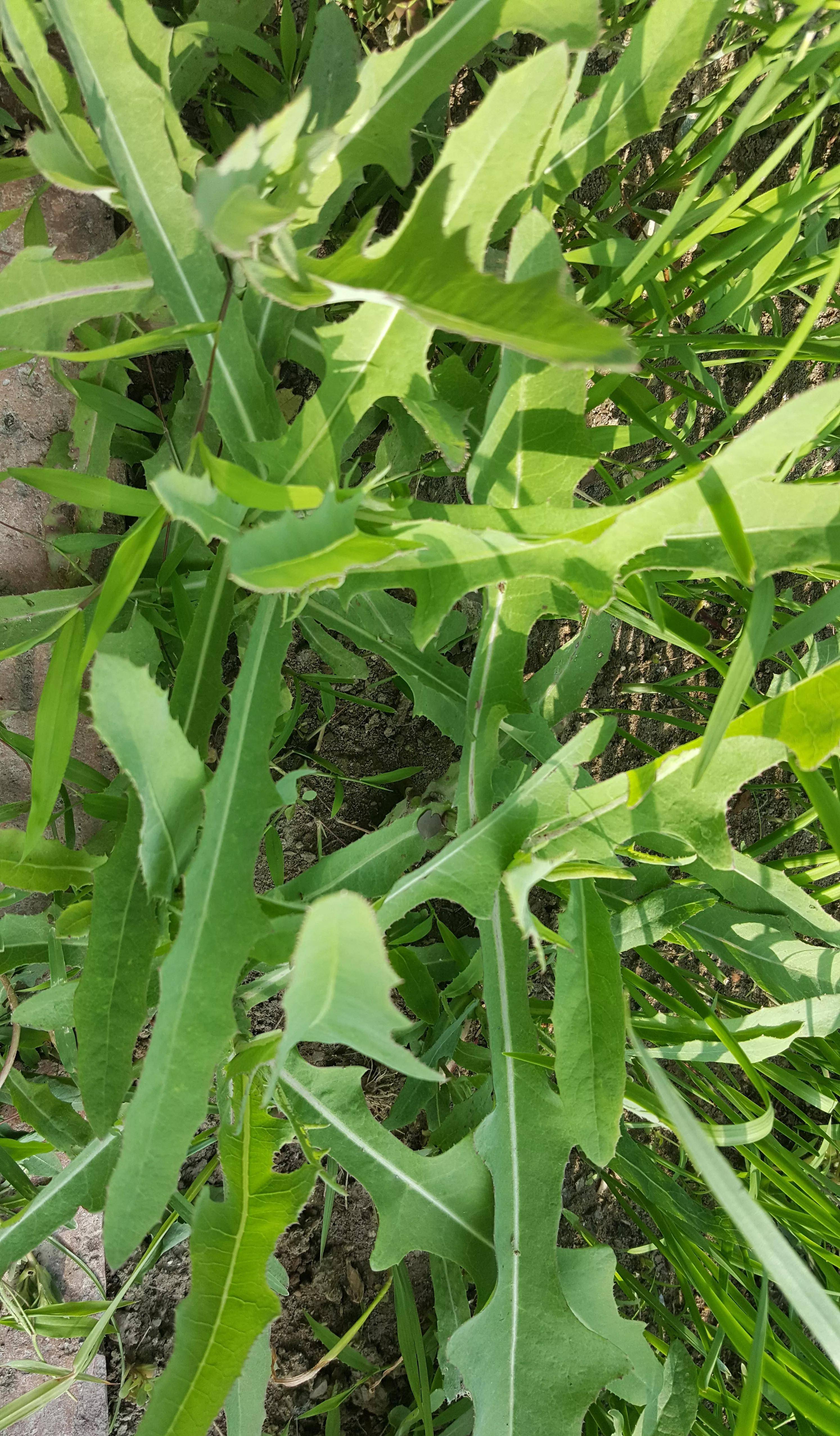 小院子里的曲曲菜,估计很多人没有吃过它,但是它却是一种好菜