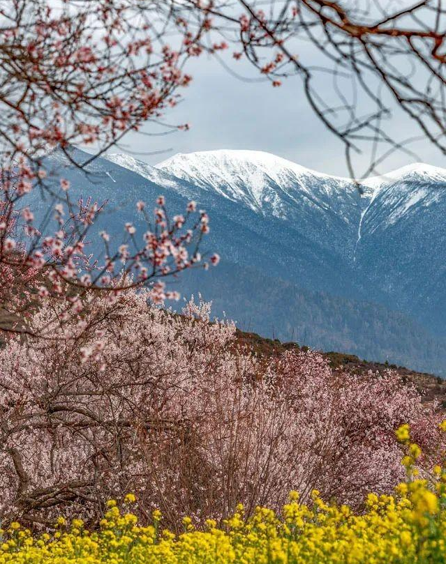 西藏林芝,邂逅中国最美的初春天_桃花_雪山_冰川