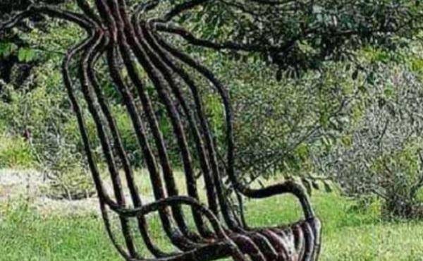 这位老农名叫尚春林,耗时17年,用榆树种,种下了奇特的椅子树