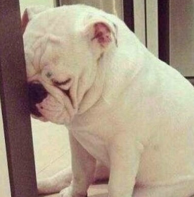 躲不过的瞌睡,困起来的样子分分钟都能萌翻你!