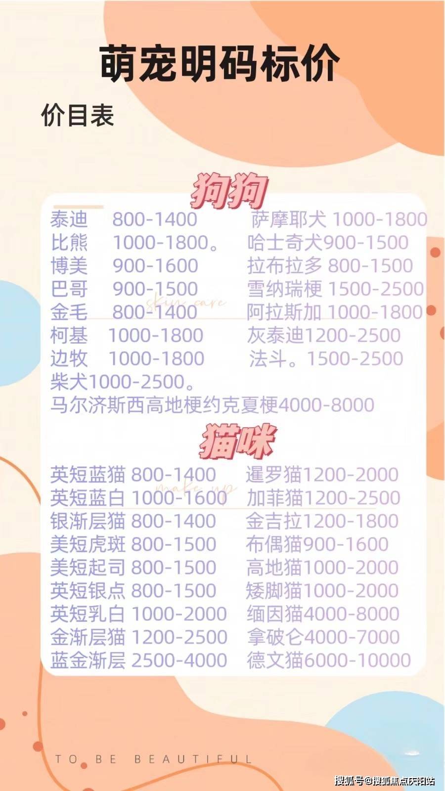 成都正规渠道选购博美幼犬的场所安全可靠支持实体店内的宠物挑选服务