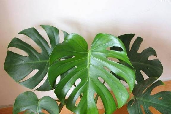 龟背竹不开背,长成"小圆叶",注意这3点,开背更具美感!_叶片_时候_植物