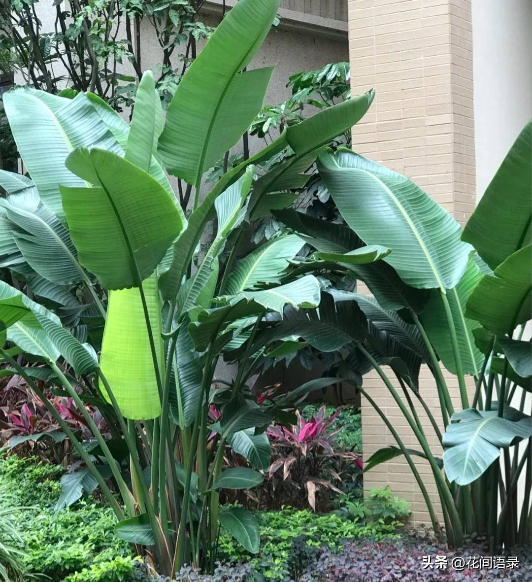 种在小区绿化带的网红绿植盘点