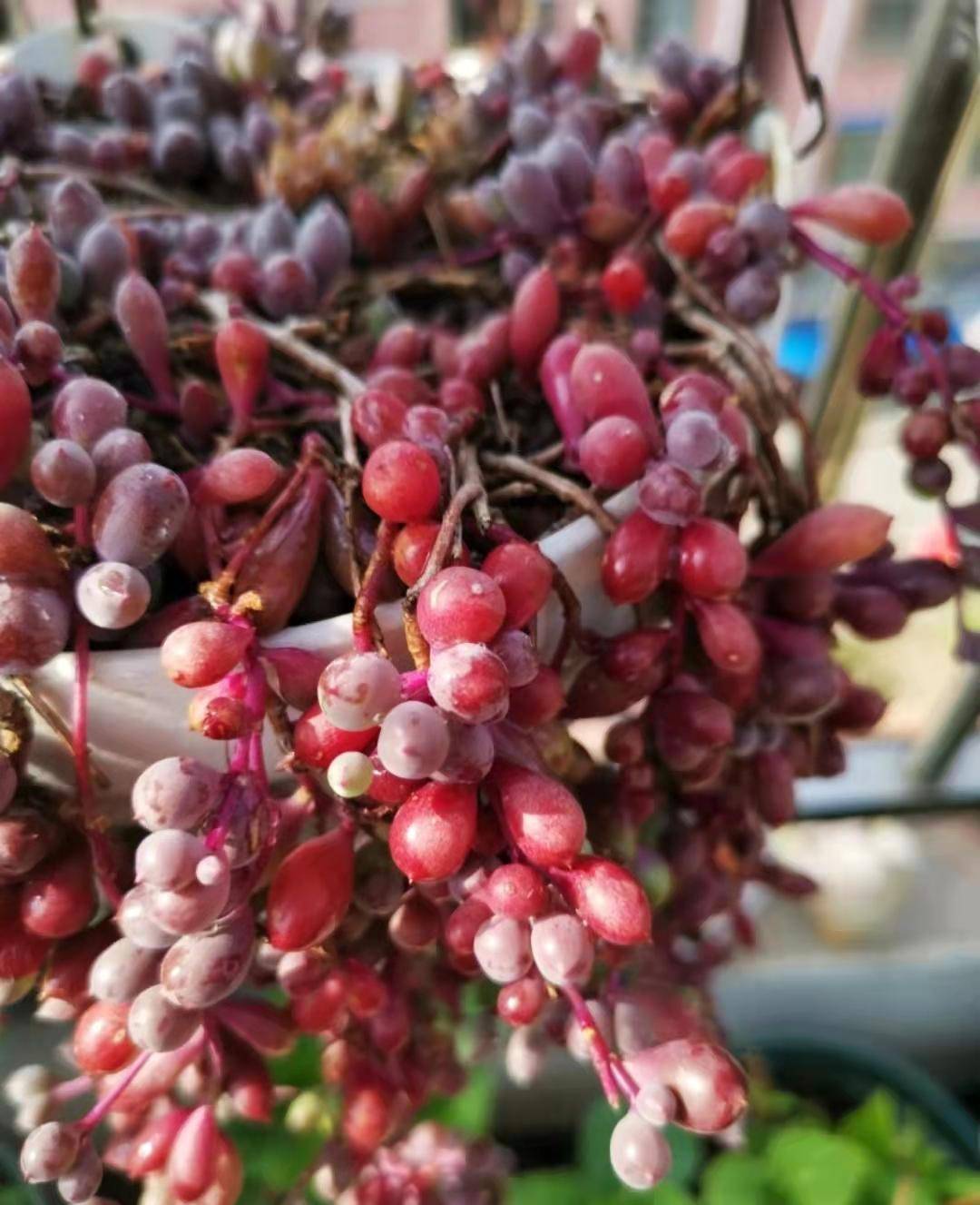 阳台上养的多肉色泽太美了