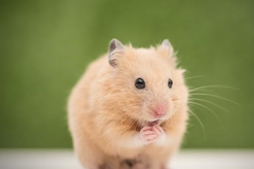 饲养仓鼠,我们只讲科学_笼子_动物_温度