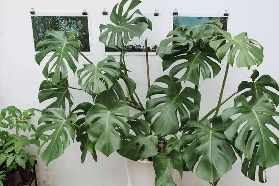 龟背竹不开背,长成"小圆叶",注意这3点,开背更具美感!_叶片_时候_植物