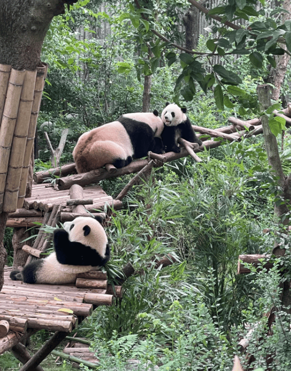 成都熊猫基地旅游图片