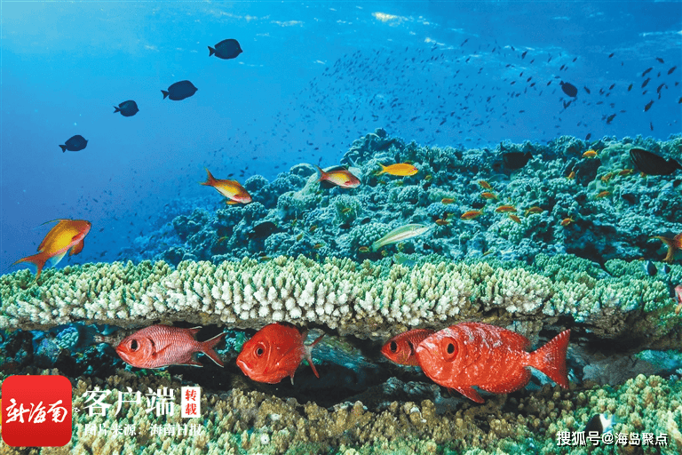 海南周刊水下摄影师潮和我的办公室在海底