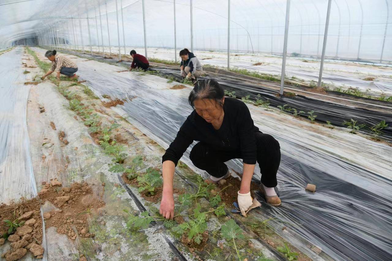 闻喜县桐城镇郭家庄镇西宋村村民正在山楂地里除草3月16日,闻喜县桐城