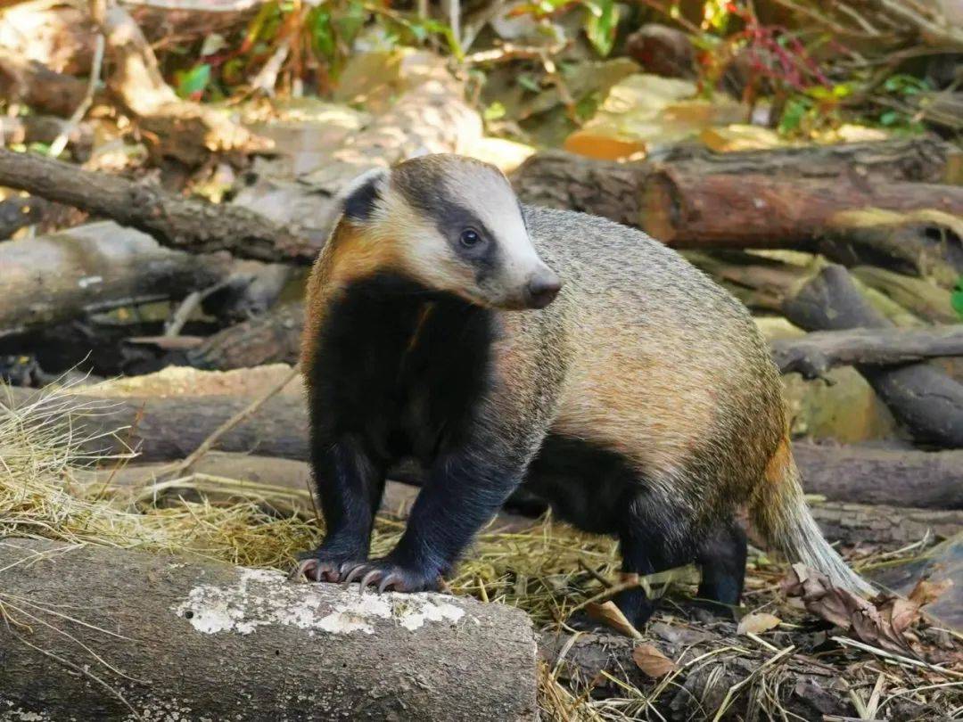 亚洲狗獾:睡一觉瘦六斤,多少人羡慕了?_生生_动物_时间