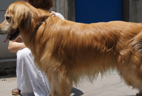 金毛总被其他狗狗欺负,主人给它做了个"老虎"造型,果然威风