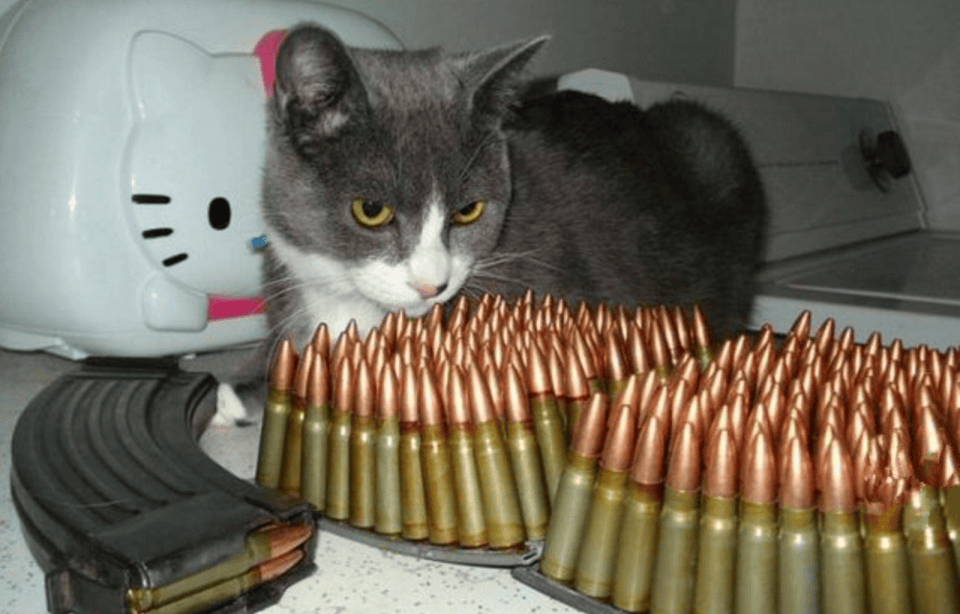 原创俄罗斯英雄猫猫用尾巴挡住弹片救了主人一命