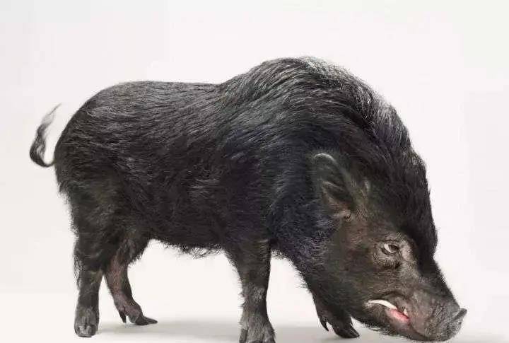 而普通的野猪,如果吃好喝好,体型怎么也得有个200公斤左右,没有天敌的