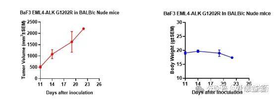 b:小鼠体重变化趋势图图八:baf3 eml4-alk g1202r成瘤实验.