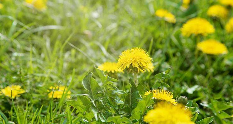 最新版下载安装;专业 3d三维建模,动画及渲染软件下载安装教程_蒲公英