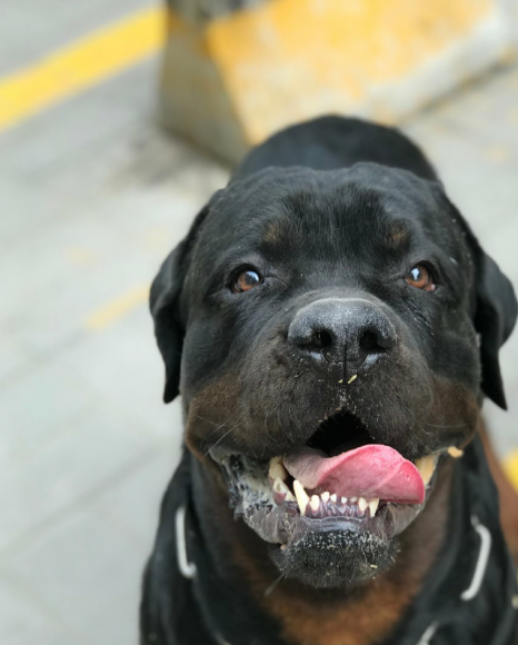 四,罗威纳犬猛犬一般都不太喜欢呆在屋子里,这会让它们产生极为暴躁的
