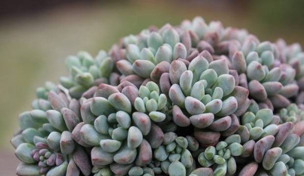 蓝绿粉红粉白多变的迷你多肉植物花乃井