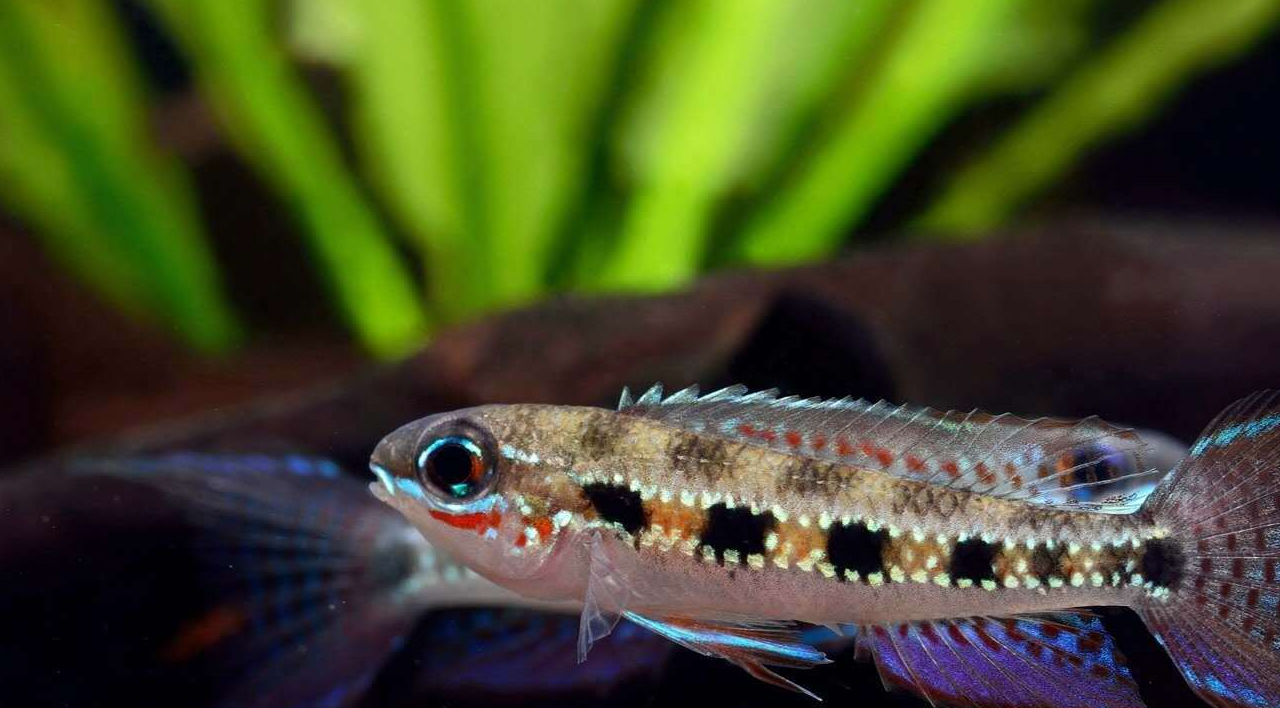 尾鳍_珍宝_公鱼