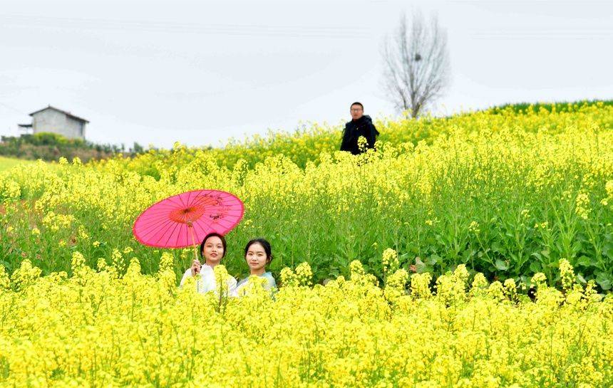 2024最美油菜花海汉中旅游文化节启动
