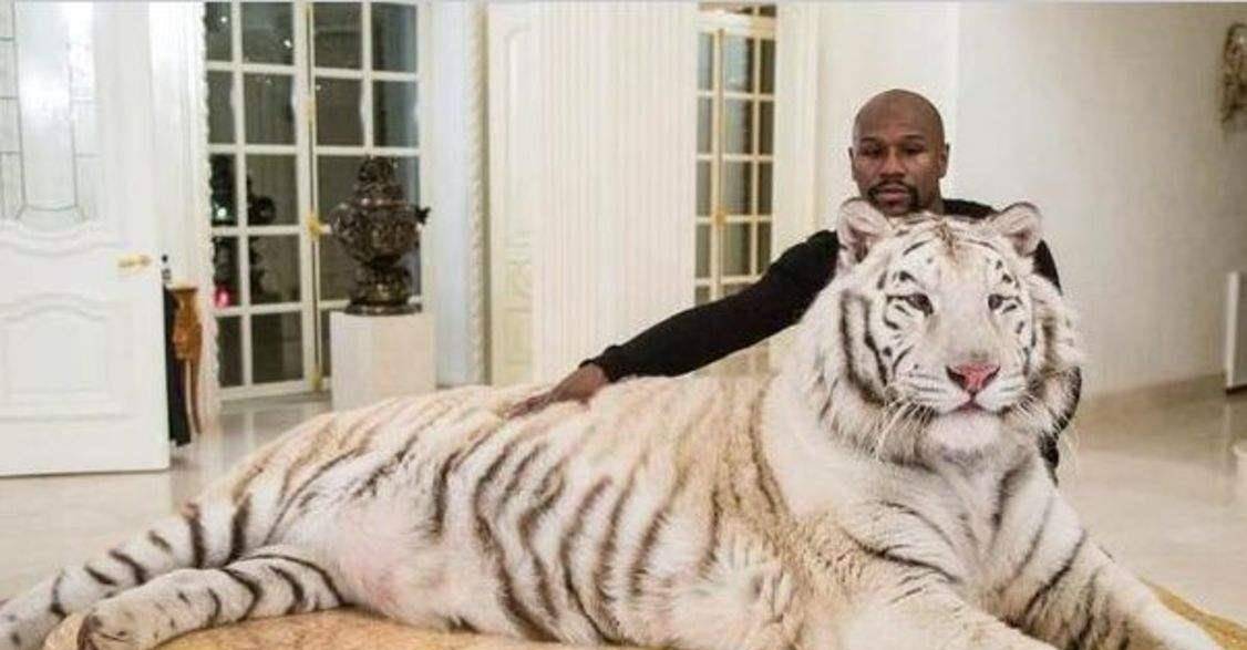 鲁智深_老虎_林冲