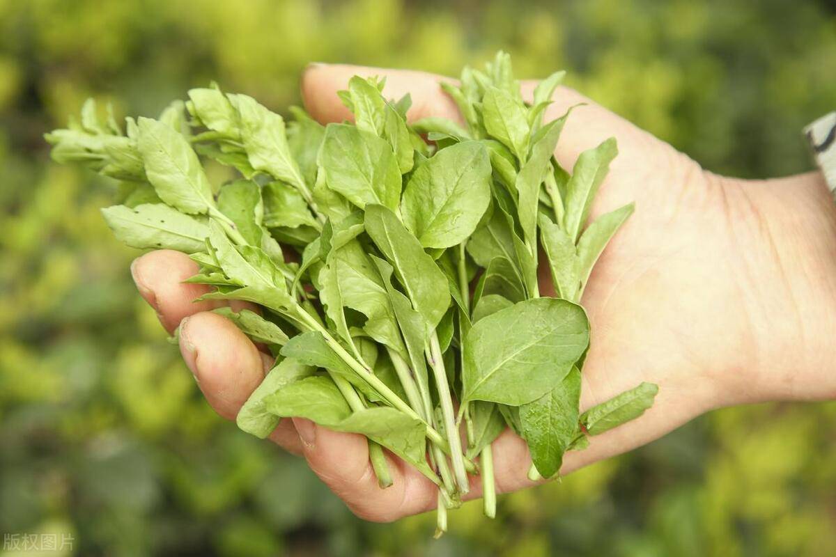 清明前后正是吃野菜的时候这6种野菜鲜有人吃吃过的都当妈了