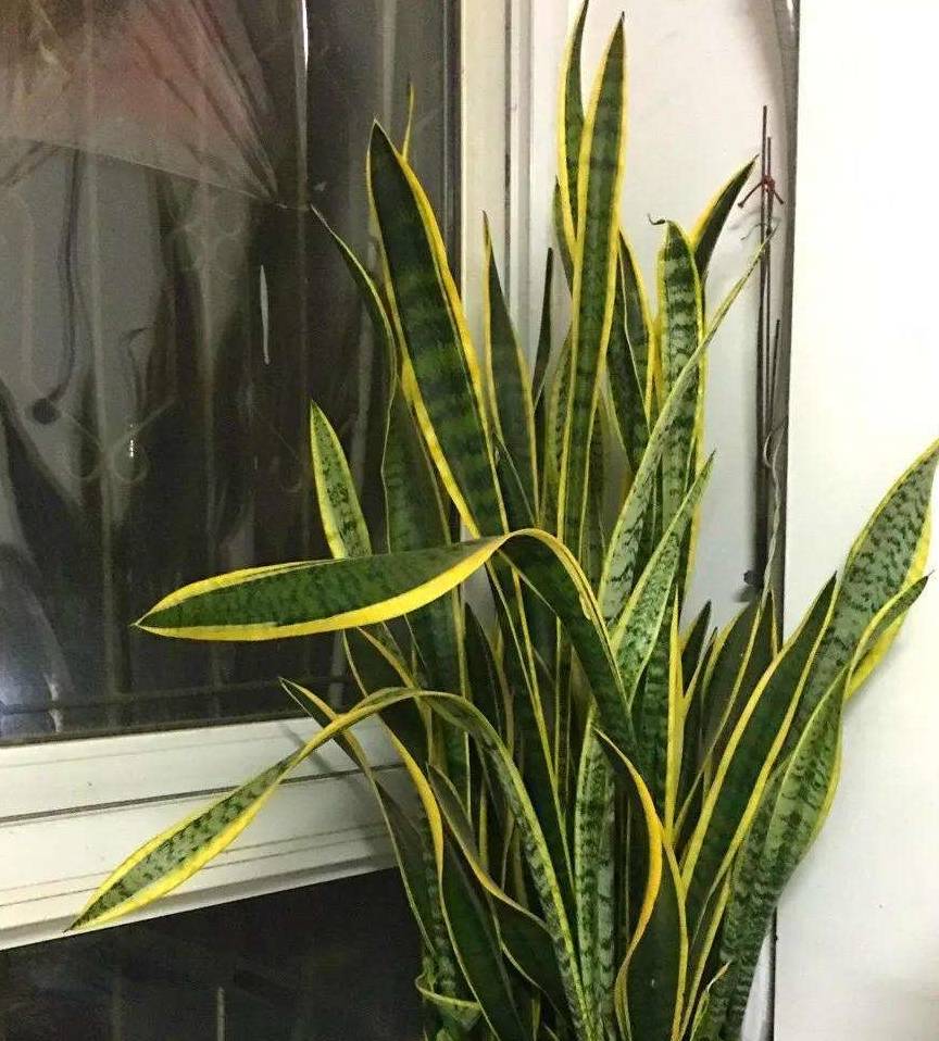 原创虎皮兰怎么繁殖多晒太阳少浇水到了春天小芽蹭蹭长