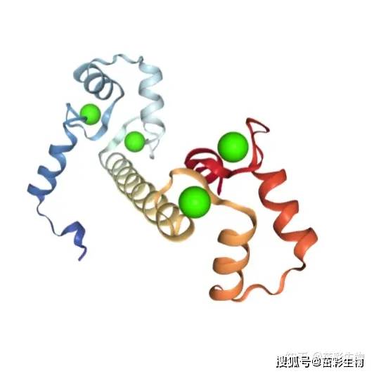 钙调蛋白(cam);钙调蛋白3(calm3)