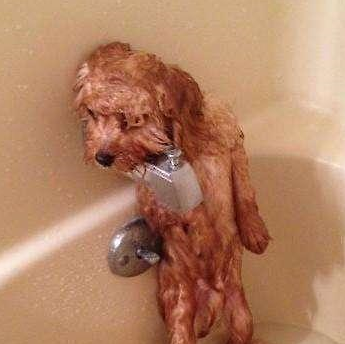 给泰迪犬洗澡时,这6个洗澡误区,劝你别碰!_狗狗_毛发_水温