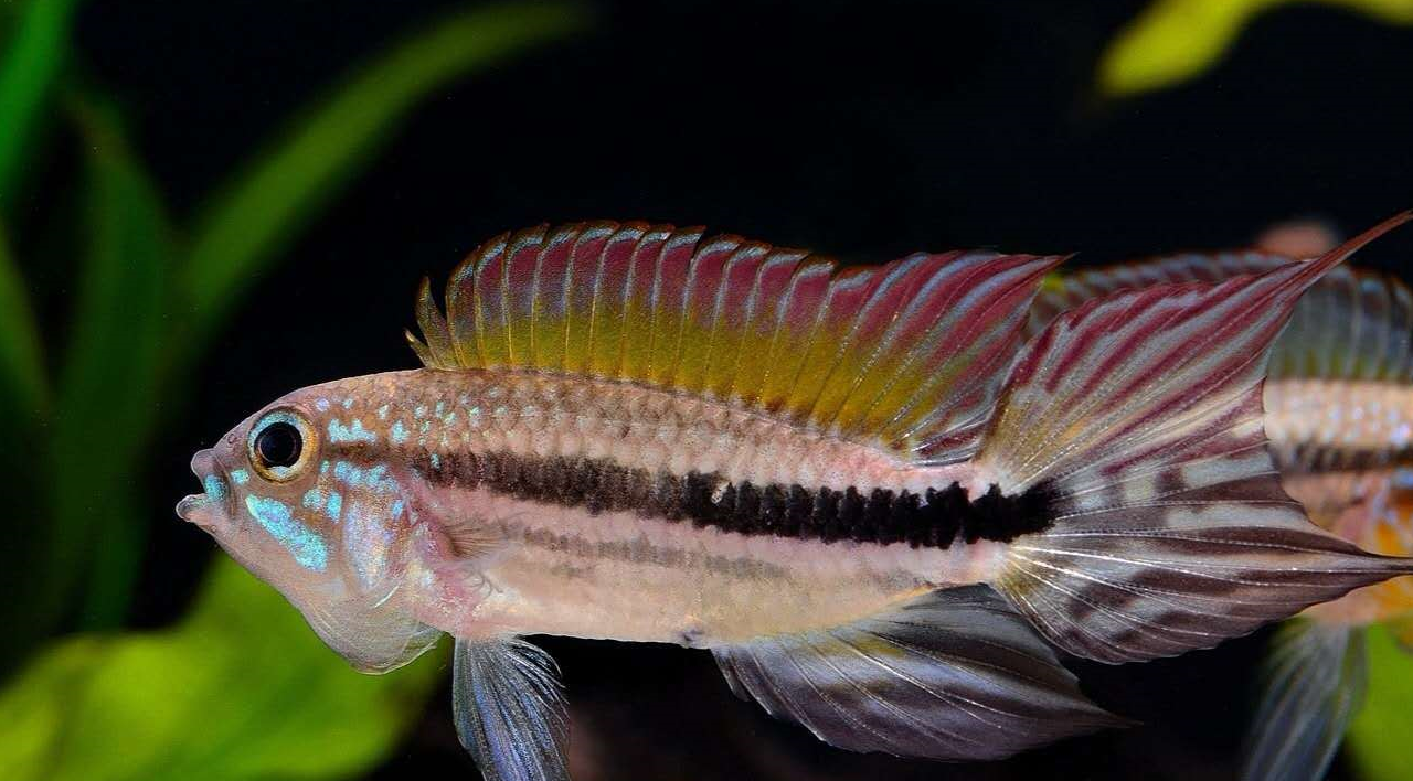 尾鳍_珍宝_公鱼