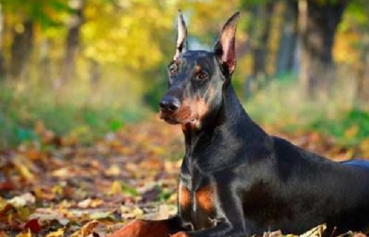 狗狗智商排行榜边牧不好意思我也不知道自己这么聪明