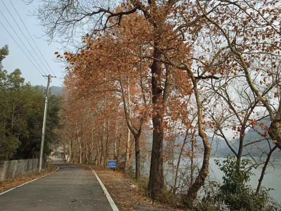 一个人的跨年之旅——徒步浏阳河散记(二)_樟树_河岸_公路