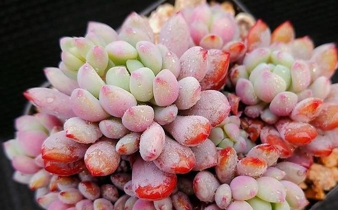 蓝绿,粉红,粉白多变的迷你多肉植物——花乃井