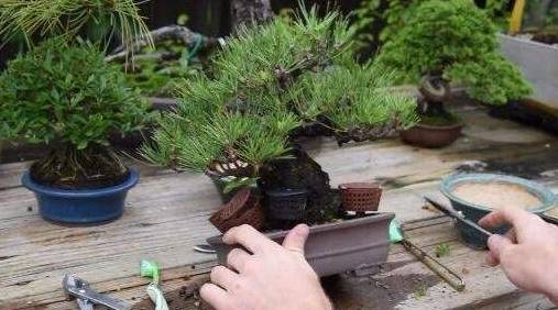 春季修剪盆栽的几个小技巧盆栽这么修剪才能让它经常开花