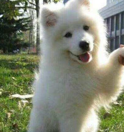 牵出去威风凛凛,但是一撒手就乖乖跟别人走_萨摩耶_哈士奇_小时候