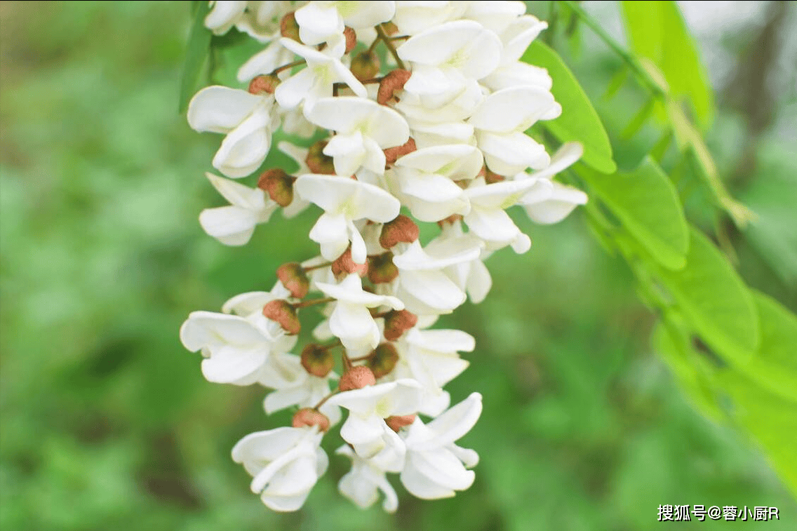 春天,无论有钱没钱,抓紧吃"春季5鲜",顺应时节,错过等明年_槐花_备用_