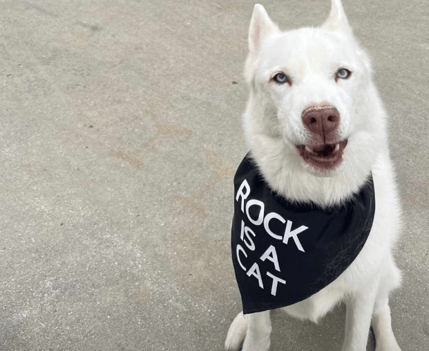 原创巨石强森自食恶果科迪罗兹全家回应辱骂言论宠物狗霸气宣战