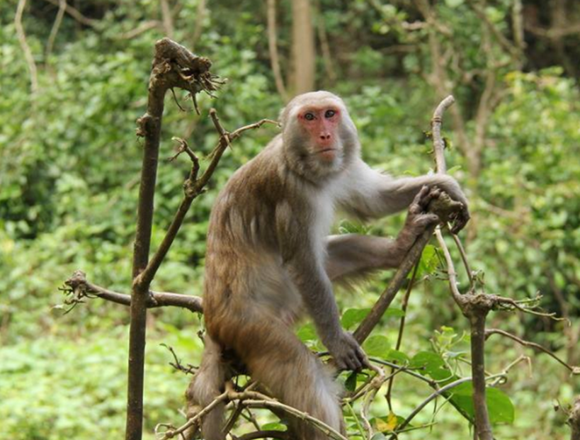 猕猴_景区_猴子